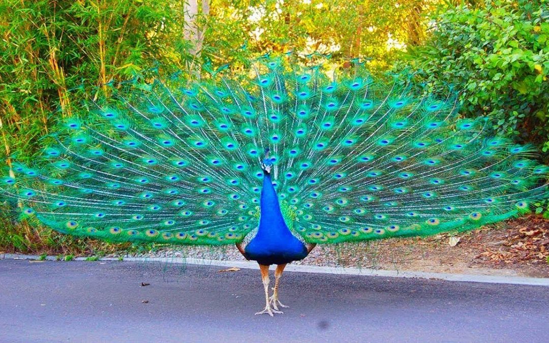Gershwin, Feinstein, Peacocks and My Father